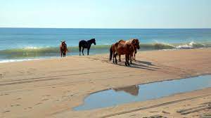 If you love swimming, kayaking, or surfing, be sure to visit the cape hatteras national seashore. Outer Banks Ein Kleines Stuck Himmel Auf Erden Visit The Usa