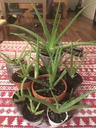 This is all about removing those. I M An Aloe Farmer This Is Just The Pups From One Plant Succulents