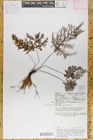 Image result for Abrodictyum rigidum