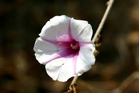 Image result for Ipomoea shirambensis