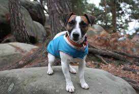 How long do you wait to bond after neutering? How Soon Can I Walk My Dog After Neutering Timeline Guide