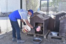 Hayvanseverleri Heyecanlandiran Barinak Mujdesi