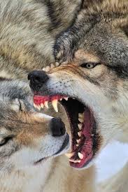 Honey I Don T See Your Dinner Hanging From The Punching Bag Thingy Perro Lobo Lobos Salvajes Lobo Bosque