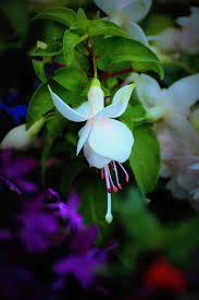 Roualeyns White Gold Fuchsia Fuchsia Flowers Rare Flowers Orchid Flower