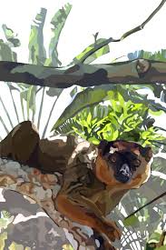 Image result for Hyperacanthus amoenus