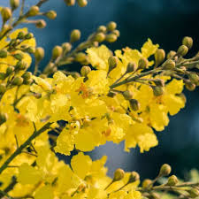 Image result for Limeum pterocarpum