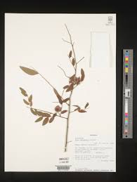 Image result for Olax pentandra