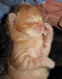 Der nachbar geht nach hause. E T Nach Hause Telefonieren Foto Bild Tiere Tierkinder Katze Bilder Auf Fotocommunity