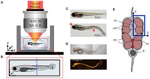 Check spelling or type a new query. Frontiers Toward Quantitative In Vivo Label Free Tracking Of Lipid Distribution In A Zebrafish Cancer Model Cell And Developmental Biology