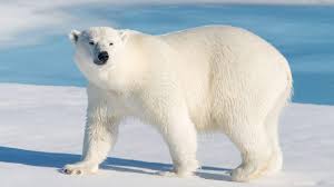 Polar Bears Live In The Arctic Near The North Pole San Diego Zoo Polar Bear Eats Live Duck In Enclosure Shocks Visitors Video Shows In 2020 Polar Bear Bear Animals