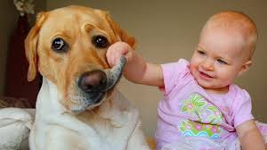 Labrador retrievers are wildly popular, as the boisterous breed is equally at home on the job or the couch. Labrador Dog And Baby Compilation Youtube