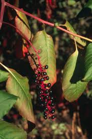 Image result for Phytolacca dodecandra