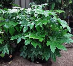 Image result for Alafia orientalis