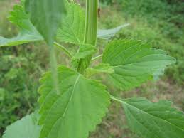 Image result for Leonotis nepetifolia