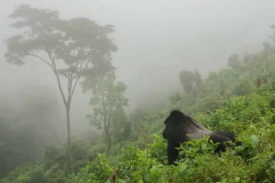 Gorilla trekking in Bwindi: The Grand Uganda Journey: from Entebbe