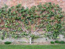 Spalierobst Im Garten Feige Pflanzen Backstein Mauer Sichtschutz Baumgarten Garten Spalier