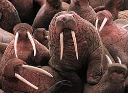 tusk - Wiktionary, the free dictionary