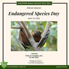 Time Is Running Out For These Critically Endangered Species In The Philippines