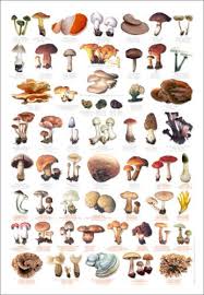 Toadstool Mushroom Identification Garden Design Ideas