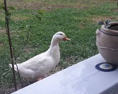 Pekin ördeği resmi