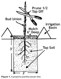 Pecan Trees For The Home Or Backyard Orchard Uga