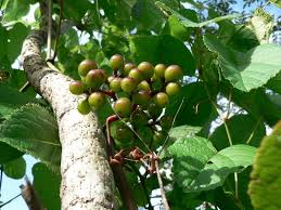 Image result for Ampelocissus abyssinica