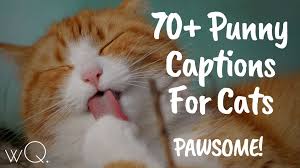70 Punny Captions For Cats Pawsome Instagram Pictures Wittyquest In 2020 Funny Cat Captions Funny Instagram Captions Cat Captions