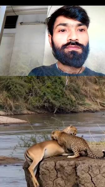 Cheetah in India! Footage of Cheetah hunting Blackbuck a long time ago in India👇🏻