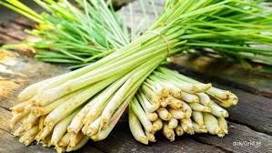 Cara simpan daun serai tetap segar berbulan bulan jika bermanfaat rutin minum rebusan serai, ini manfaat kesehatan dan efek sampingnya yang harus diketahui selama ini manfaat daun sereh. 10 Manfaat Sereh Sebagai Obat Herbal Yang Jarang Diketahui