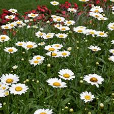 Image result for Leucanthemum