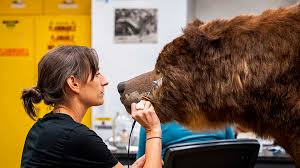 California Fish and Game Commission Recognizes 100-year Anniversary of Last  Grizzly Bear in the State