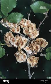 Image result for Ulmaceae