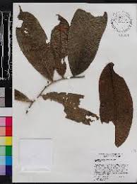 Image result for Drypetes mossambicensis