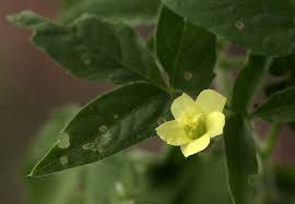 Image result for Hibiscus sidiformis