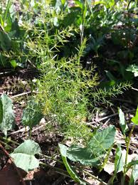 How to Plant and Grow Wild Asparagus - Dengarden