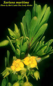 Image result for Surianaceae