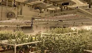 No other electronics (such as inverters or timers) are needed as you will just. Improve Efficiency With Adjustable Cannabis Grow Lights Lift Grow