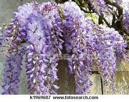 Purple Wisteria Stock Photo K1969687 Purple Wisteria Wisteria Flower Landscape