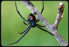 Are you often attacked in dreams? Black Widow Spider Medicine Bloom Post