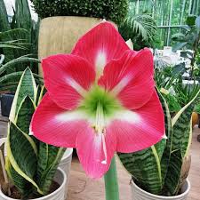 Fast Wie Zauberei Die Wachs Amaryllis Bluht Ohne Topf Und Erde In Unserem Blog Findest Du Weihachtliche Dekoideen Tipps Fur Eine Plants Instagram