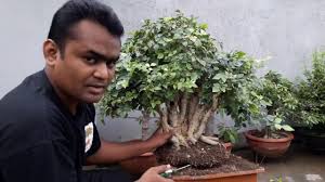 Ficus plant can be grown in fast draining with good garden. How To Repot And Pruning Bonsai Murraya Paniculata Tree Bonsai Tree Indoor Bonsai Tree Bonsai Tree Types
