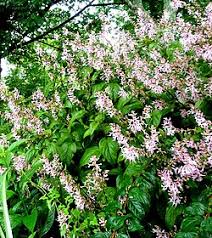 Image result for Plectranthus alboviolaceus