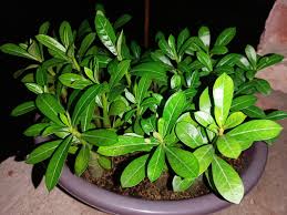 Image result for Parinari capensis