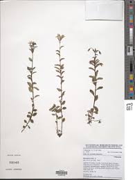 Image result for Rhabdophyllum welwitschii