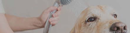 Mobile dog groomers near me boise. The 10 Best Pet Groomers In Sydney Nsw Oneflare