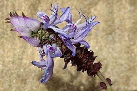 Image result for Coleus neochilus