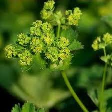 Image result for Alchemilla ellenbeckii
