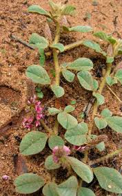 Image result for Indigofera flavicans