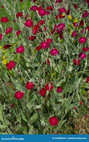 Mullein-pink or Bloody William or Lamp-flower Plants with Tiny Bright  Magenta Colored Flowers Stock Image
