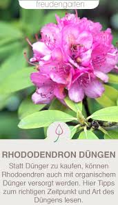Rhododendron Dungen In 2020 Rhododendron Dungen Pflanzen Straucher Garten